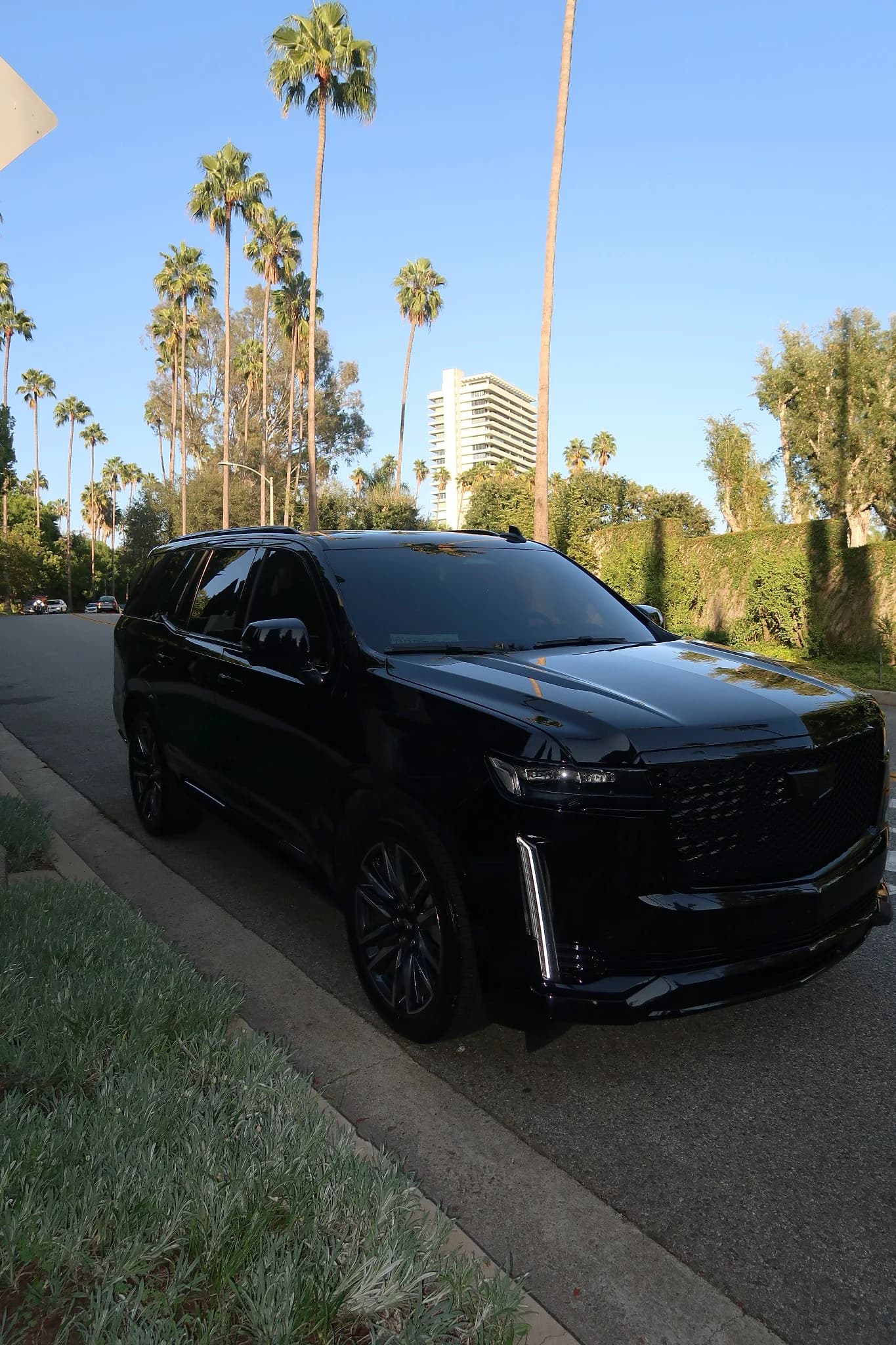 CarPluggLA's black Cadillac Escalade, front three-quarter view, parked on a palm-lined street